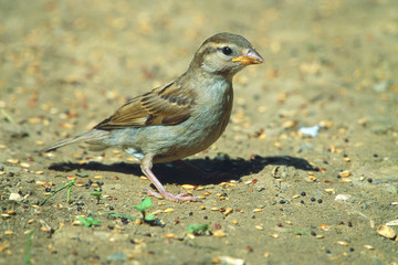 Passer domesticus italiae - Passera d'Italia