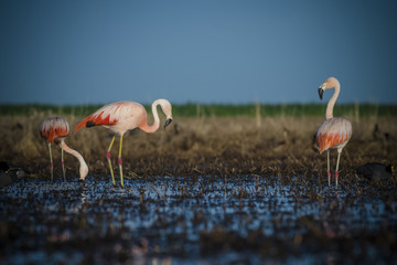 Flamingos, Patagonia Argentina