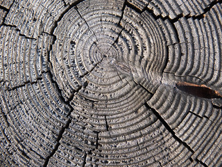 Tree rings saw cut tree trunk