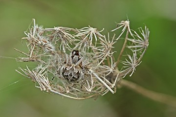 Körbchenspinne (Agalenatea redii) 