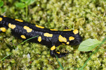 Fire salamander (Salamandra salamandra) in a nature
