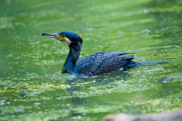Phalacrocorax carbo - Cormorano