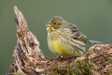 Yellowhammer, Emberiza citrinella