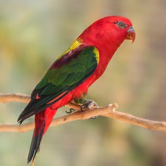 A chattering lory standing on a branch