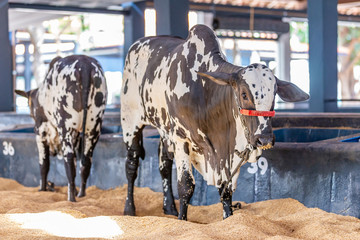Brazilian Zebu elite cattle in a exhibition park