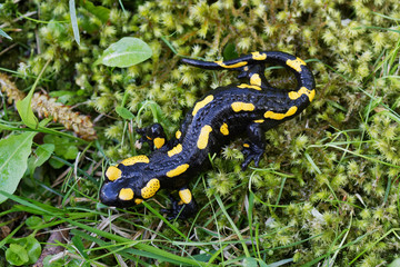 Fire salamander (Salamandra salamandra) in a nature