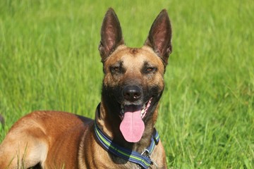 malinois dog is lying in the garden
