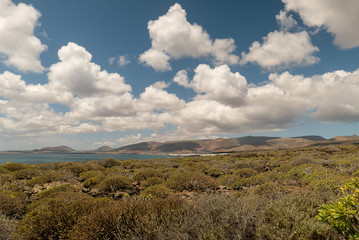 Vegetation over volcanic lava on the island of Lanzarote, Spain