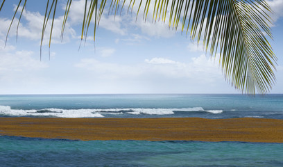 Dérive de radeaux de sargasses au bord des côtes des Antilles. Echouage des algues brunes sur les...