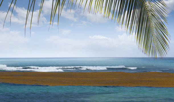D&eacute;rive de radeaux de sargasses au bord des c&ocirc;tes des Antilles. Echouage des algues brunes sur les c&ocirc;tes de Martinique, de Guyane et de Guadeloupe,
