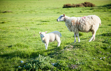 Obraz premium Sheep with a baby lamb