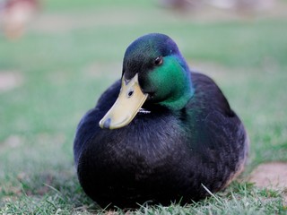 duck canard