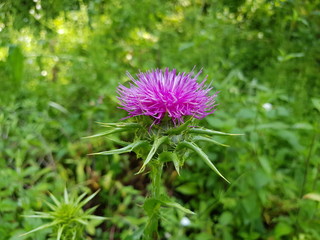 Fiore viola selvatico