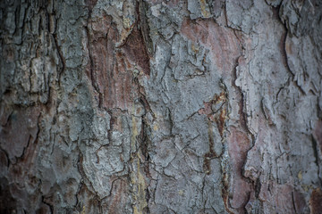 Tree texture