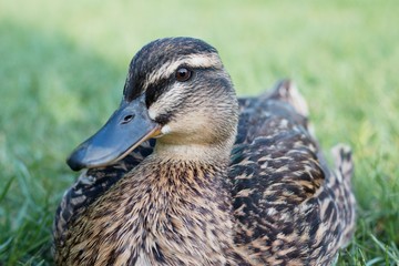 duck duck canard