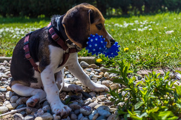 Welpe spielt im Garten