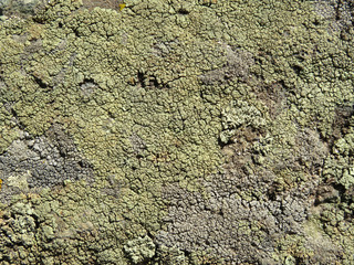 Old rough stone covered with lichen. Rock stone surface texture