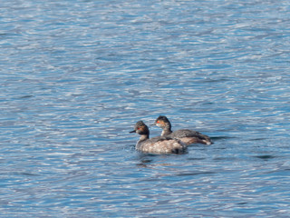 Podiceps nigricollis - Svasso piccolo