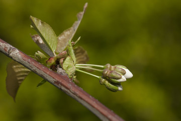 fruit tree orchard with blossom