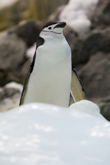 Pygoscelis papua - Pinguino papua