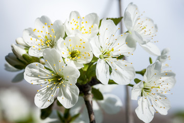 Obraz premium fruit tree orchard with blossom