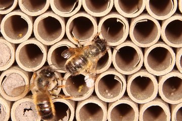 Mauerbienen am Insektenhotel
