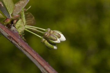 fruit tree orchard with blossom