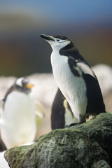 Pygoscelis antartica - Pinguino dell'Antartide