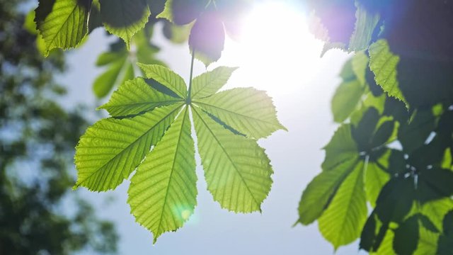 Close-up of a chestnut tree leaves, on a sunny day. Shot in 10bit 422