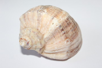 Sea shell isolated on white