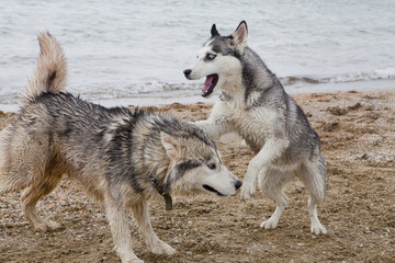 Couple of husky dogs playing on seaside