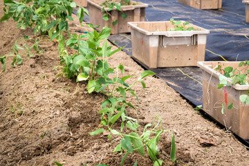 young Japanese crosne plant Stachys affinis growing