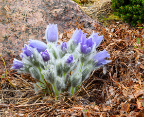 Fluffy purple flower in the garden.