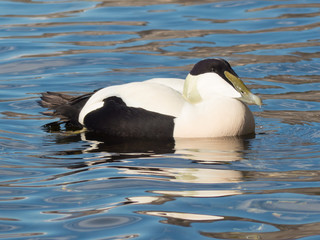 Somateria mollissima - Edredone maschio