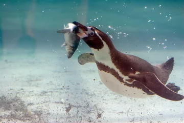 Foto op Plexiglas Spheniscus humboldti - Pinguino di Humboldt © Il Ciuicì