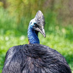 Casoar à casque