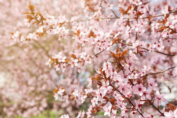 Blossoming spring tree, closeup