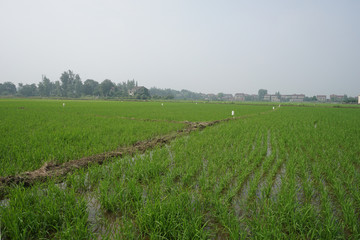 Fototapeta na wymiar Chinese rice green and high yield demonstration county base scene.