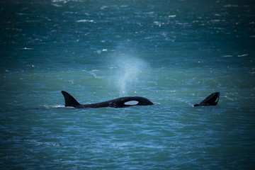 Orca Family, Patagonia Argentina