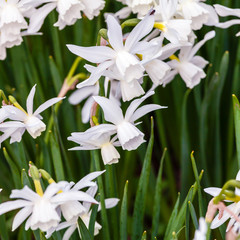 Blooming summer field