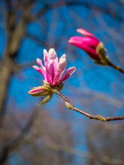 Magnolia stellata
