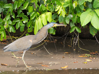 Tigrisoma mexicanum - Airone tigrato golanuda