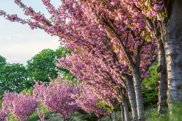 Bright sakura colors in Kiev botanical garden at spring time. Kiev, Ukraine