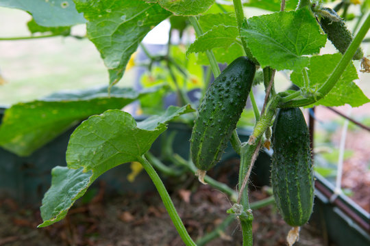 Cucumber growing in garden.