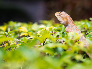 Obraz premium Thai chameleon