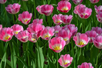 美しいチューリップの花