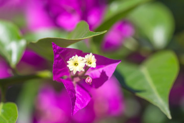 Fototapeta premium Bougainvillea flowers texture and background.