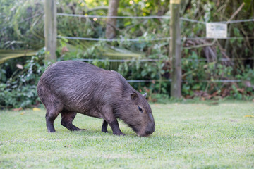Capybara grazing on grass inside private property. The cabycara is a calm and gentle mammal, very common in Rio de Janeiro