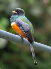 Trogon aurantiiventris - Trogone ventrearancio