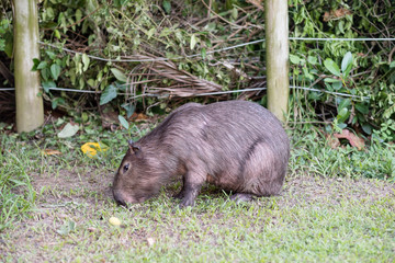 Fototapeta premium Capybara grazing on grass inside private property. The cabycara is a calm and gentle mammal, very common in Rio de Janeiro..